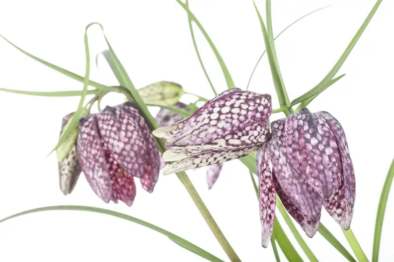 fritillaria meleagris P11 - afbeelding 1