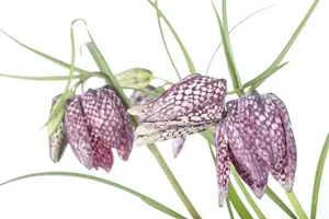 fritillaria meleagris P11 - afbeelding 1