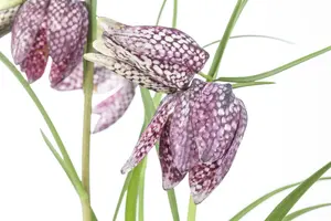 fritillaria meleagris P11 - afbeelding 2