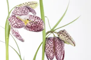 fritillaria meleagris P11 - afbeelding 3