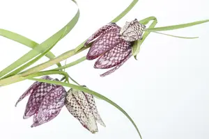 fritillaria meleagris P11 - afbeelding 4