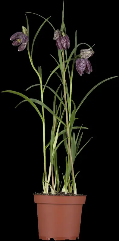 fritillaria meleagris P11 - afbeelding 5