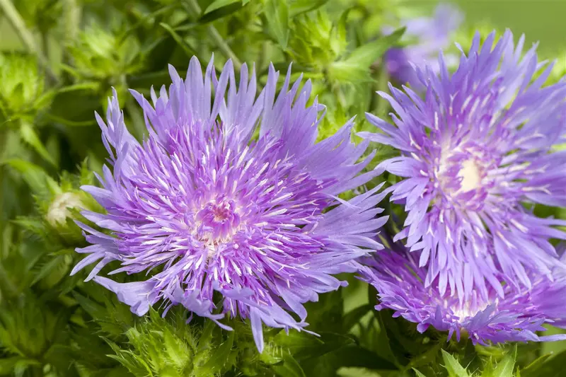 stokesia laevis 'mels blue'® P9 - afbeelding 2