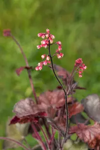 heuchera 'melting fire' P11 - afbeelding 2