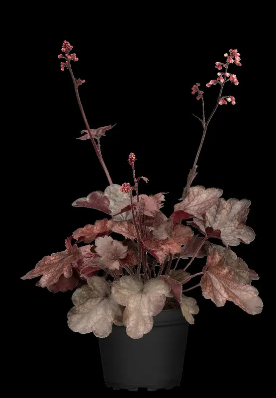 heuchera 'melting fire' P11 - afbeelding 1