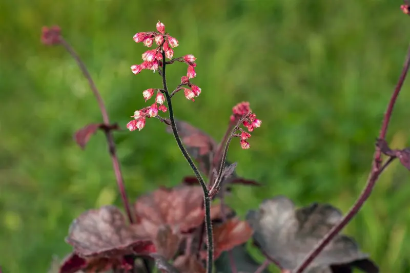 heuchera 'melting fire' P11 - afbeelding 3