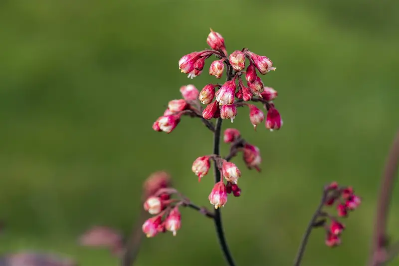 heuchera 'melting fire' P11 - afbeelding 4