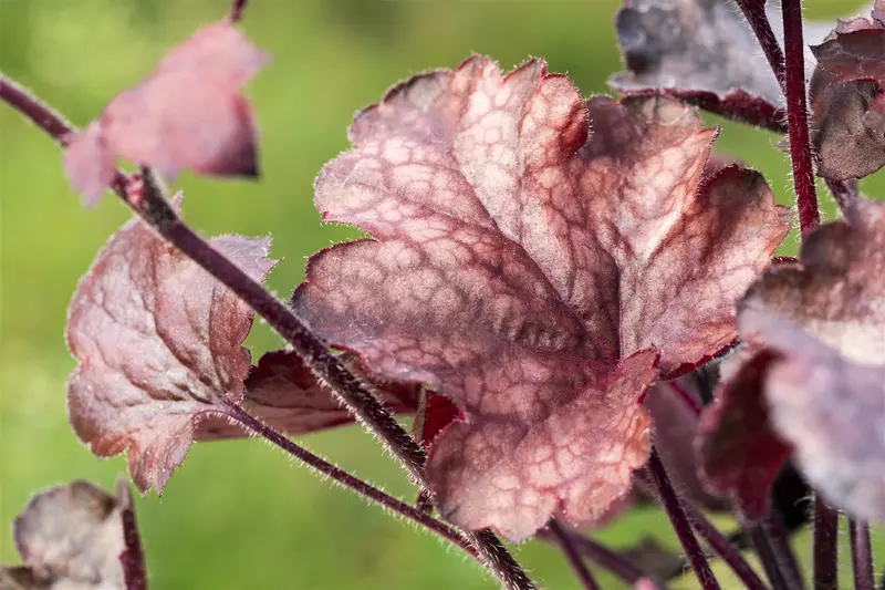 heuchera 'melting fire' P11 - afbeelding 5