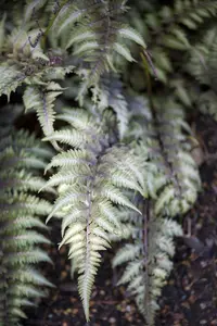 athyrium nip. 'metallicum' ( 'pictum') P9