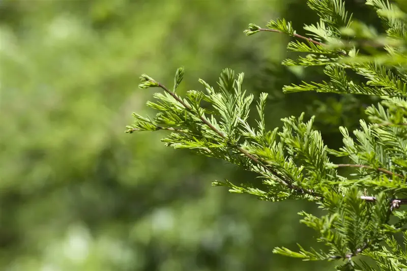 metasequoia glyptostroboides (250-300 cm) - afbeelding 1