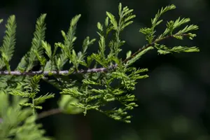 metasequoia glyptostroboides (250-300 cm) - afbeelding 2