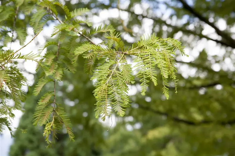 metasequoia glyptostroboides (250-300 cm) - afbeelding 3