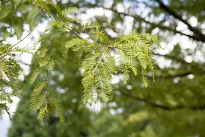 metasequoia glyptostroboides (250-300 cm) - afbeelding 3