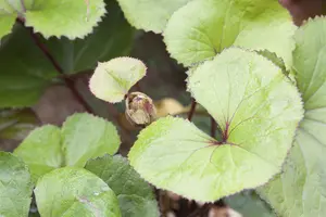 ligularia dent. 'midnight lady' P9