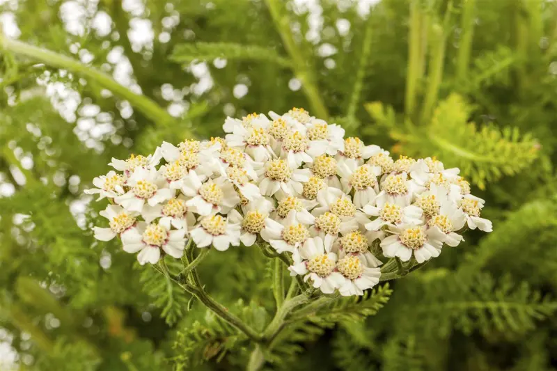 achillea millefolium P9 - afbeelding 2