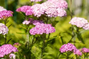 achillea millefolium P9 - afbeelding 5