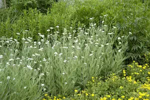 achillea millefolium P9 - afbeelding 3