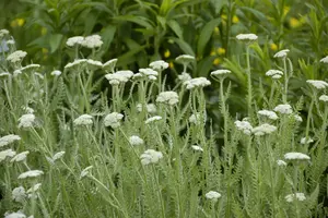 achillea millefolium P9 - afbeelding 4