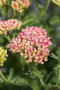 achillea mill. 'milly rock rose' P11