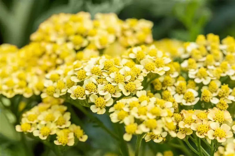 achillea mill. 'milly rock yellow terracotta' P11 - afbeelding 1