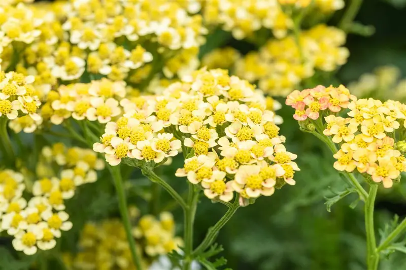 achillea mill. 'milly rock yellow terracotta' P11 - afbeelding 2