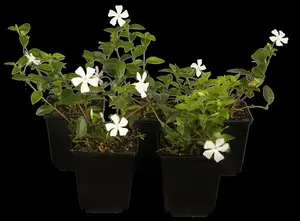 vinca minor P9 - afbeelding 3