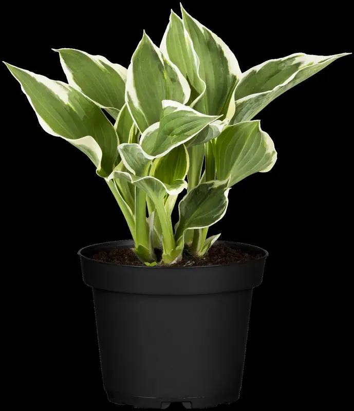 hosta hybr. 'minute man' P9