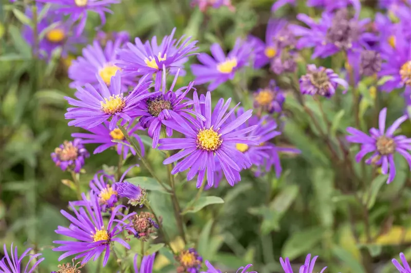 Aster amellus 'Mira' P9