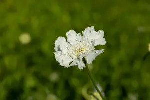 scabiosa cauc. 'miss willmott' P9 - afbeelding 2