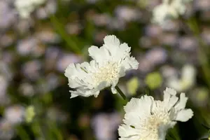 scabiosa cauc. 'miss willmott' P9 - afbeelding 3