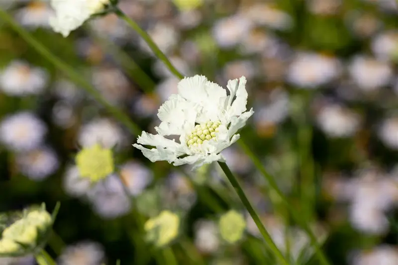 scabiosa cauc. 'miss willmott' P9 - afbeelding 4