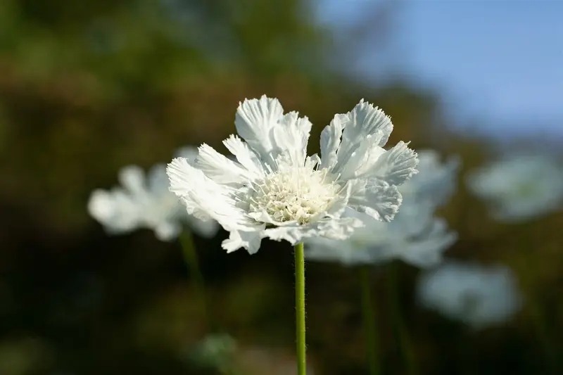 scabiosa cauc. 'miss willmott' P9 - afbeelding 5