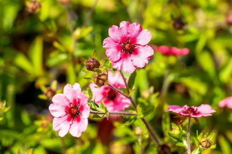 potentilla nep. 'miss willmott' P11 - afbeelding 2