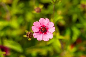 potentilla nep. 'miss willmott' P11 - afbeelding 3