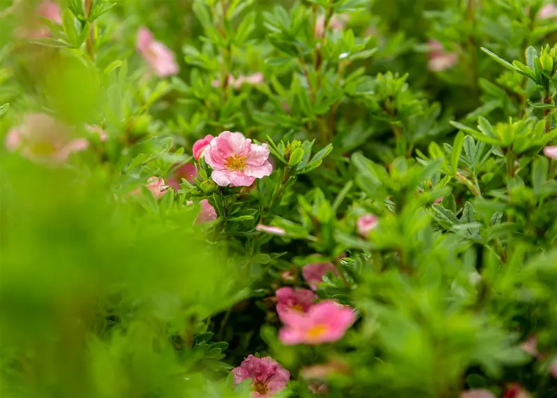 potentilla nep. 'miss willmott' P11 - afbeelding 1