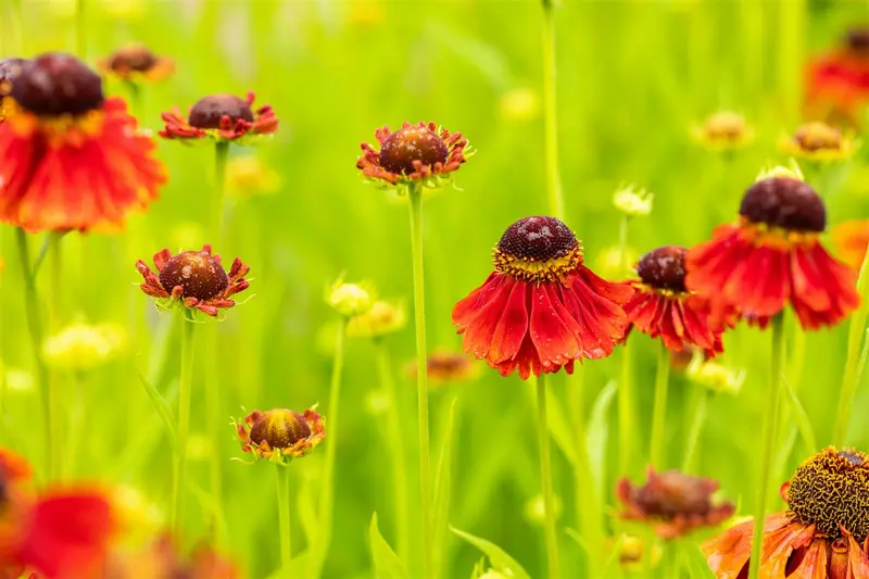 helenium 'moerheim beauty' P11 - afbeelding 3