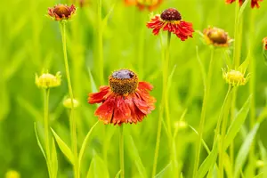 helenium 'moerheim beauty' P11 - afbeelding 4