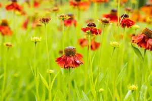 helenium 'moerheim beauty' P11 - afbeelding 5