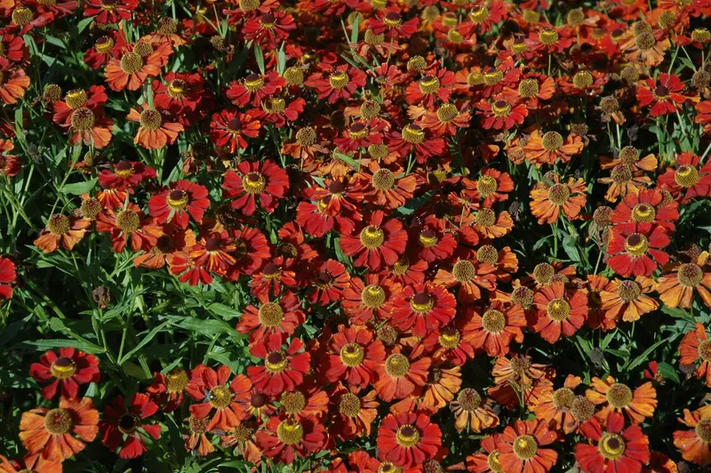 helenium 'moerheim beauty' P11 - afbeelding 2