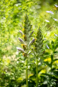 acanthus mollis C2 - afbeelding 2