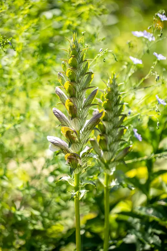 acanthus mollis P11 - afbeelding 2