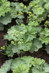 alchemilla mollis P11 - afbeelding 1