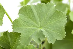 alchemilla mollis P11 - afbeelding 3