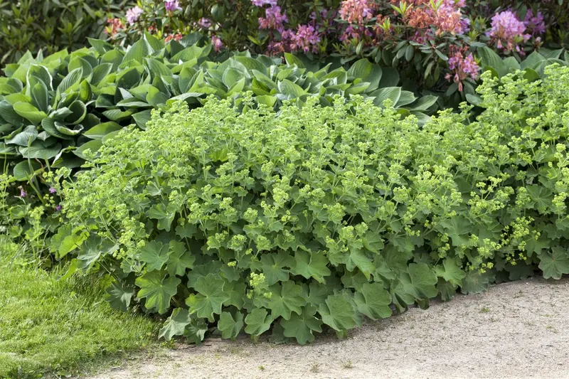 alchemilla mollis P10.5 - afbeelding 2