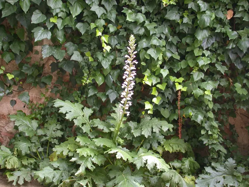 acanthus mollis C2 - afbeelding 1