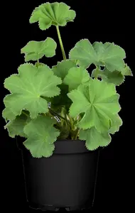 alchemilla mollis P11 - afbeelding 4