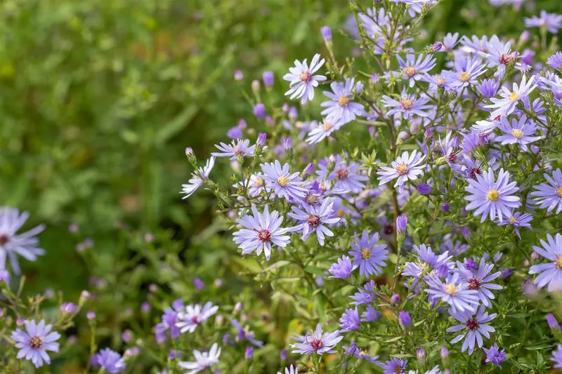 aster frikartii 'mönch' P11 - afbeelding 1