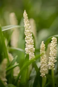 liriope muscari monroe white p11