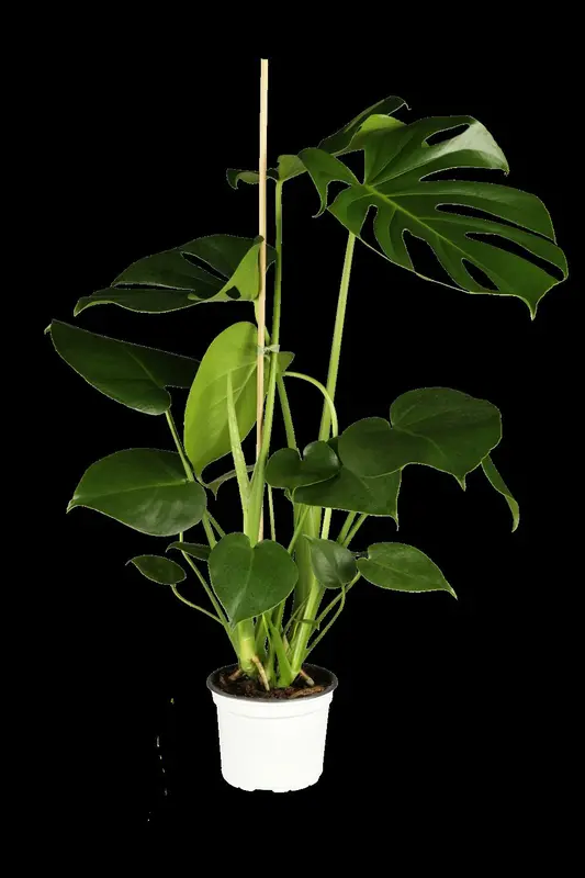 monstera deliciosa p9.5 - afbeelding 1