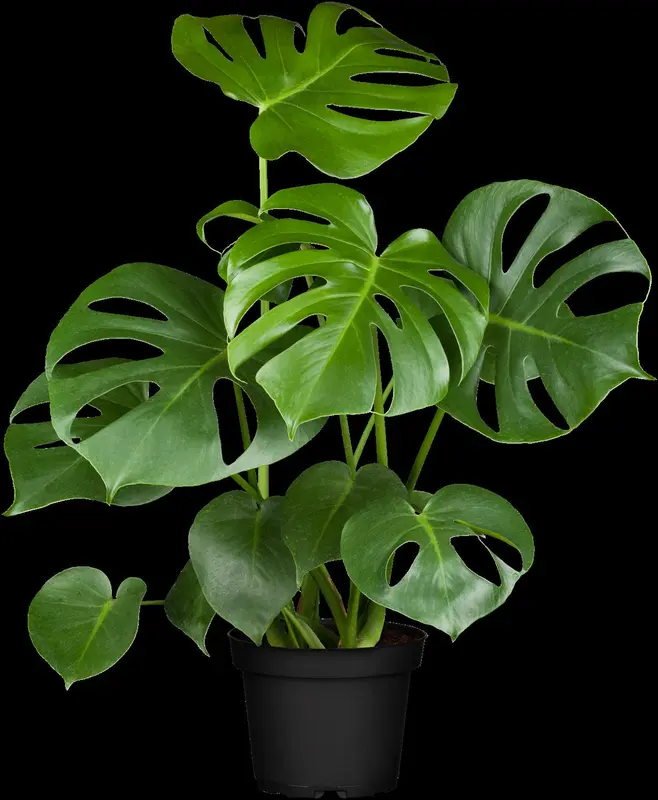 monstera deliciosa p9.5 - afbeelding 4